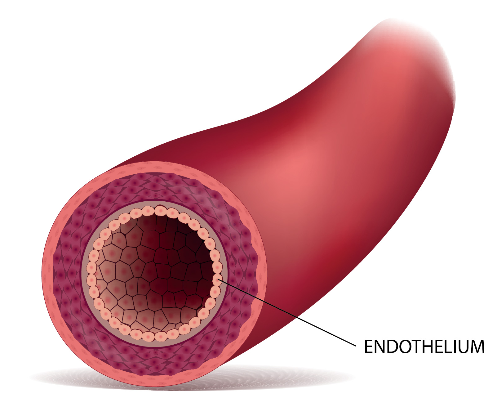 Anatomical illustration of a blood vessel cross-section with endothelial cells releasing nitric oxide into the bloodstream